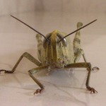 Nazdar kámo, nemáš jointa?