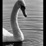 Labuťák - můj první pták