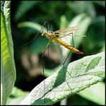 Tiplice, kterou někteří mají za komára a nemilosrdně ji zabíjejí