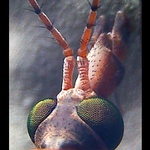 Nakej nocni komar nebo co...<br>(moje prvni macro ktere se me libi..:)