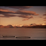 Lososí sádky při západu slunce...............