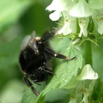 <i><b>Megabombus ruderarius</b></i>