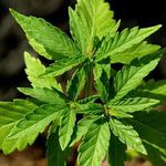 <b>Cannabis sativa</b>