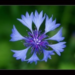 <i><b>Centaurea cyanus</b></i>