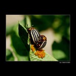 <i><b>Leptinotarsa decemlineata</i></b>