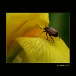 <i><b>Phyllopertha horticola</i></b>