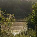 Podvečer u rybníka