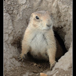 Prarie Dog