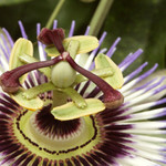 Mučenka pěkně zblízka