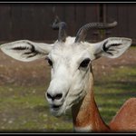 Já tomu říkám koza