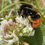 Slunce už vysouší loooužičky... Váš Čmelda