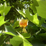 Strom - liliovník tulipánokvětý