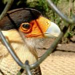 V ZOO