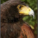 Věnováno asi největšímu ptákologovi na PP ...