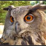 Ty máš kukadla jako zrcadla...