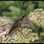 Stenocorus meridianus