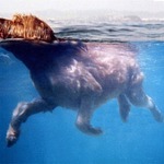 Dinko plava...:) III.