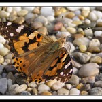 <b>Vanessa cardui Linnaeus</b>