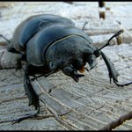 Není to hovnivál !!!