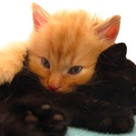 Kocouri po dlouhem dnu