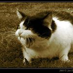 Naše kočka nesnáší psy