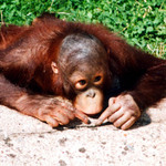 ZOO Dvůr Králové nad Labem