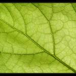 ...páteřní žebroví No.2