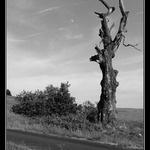 Svědek starých časů