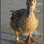 A ta kacka blato tlacka