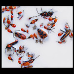 Hlava na hlave - Machovo jezero So 14:39