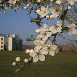 Sídliště vzkvétá