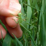 Čichám, čichám člověčinu...