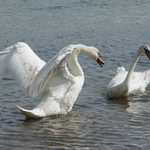 Tu som šéfom ja!!!!!