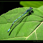 Šidélko kroužkované