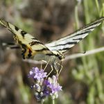 otakárek a levandule