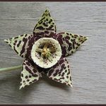 Stapelia