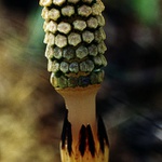 Přeslička
