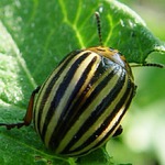 Americky brouk chycen pri cinu !