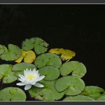 ... jak jinak nez - Leknin