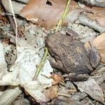 Přistižena v lese pod Ledovou jeskyní