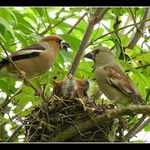 Dlask 2 - táta a máma.