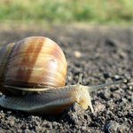 The Shnekk On The Road