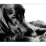 Portrét mého nejlepšího přítele II.