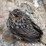 Vzhůru do světa...