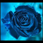 Ice rose