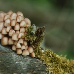 Stretnutie klobúčikov