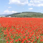 Maková