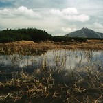 Úpské rašeliniště