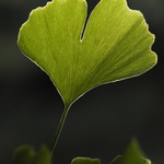 Ginkgo