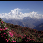 Dhaulagiri - ráj rododendronů
